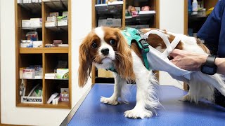 Vanilla’s spay surgery adventure 2: She got gastro and returned to the vet two days after surgery