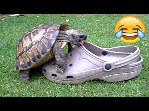 Les tortues les plus drôles - compilation de vidéos de tortues mignonnes et drôles [best of ]