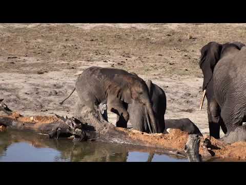 Djuma: Elephant baby reconstructing part of Vuyatela Pan wall - 16:21 - 11/13/18