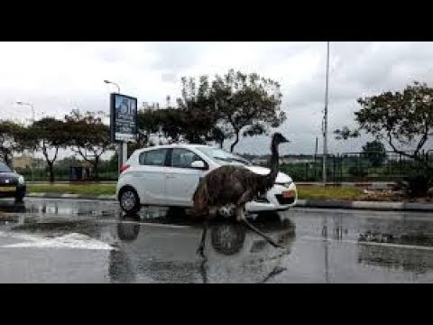 Abgefahren   Die spektakulärsten Dashcam Clips (2.1)