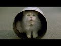 Stuart Little 2 Funny Scene In Hindi 4