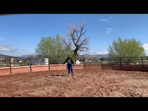Round Pen Training( Monti style😂)