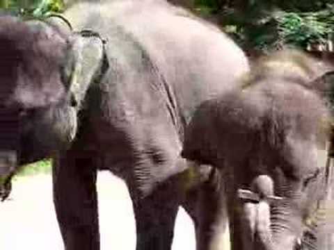 Elephants Got The Blues