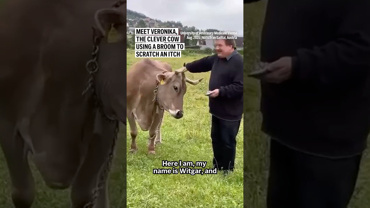 "NOWA PIRAMIDA ŻYWNOŚCIOWA: Wielka katastrofa zdrowia publicznego w trakcie rozwoju"