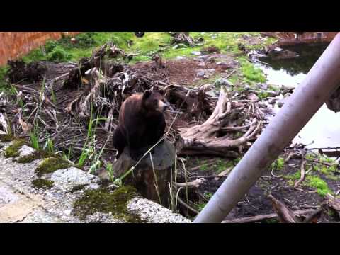 2011 07 31 Alaska 31  Bears IMG 1954