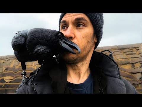 Vom Wildtier Zum Familienmitglied: Der Rabe, Der Wie Ein Kind Liebt