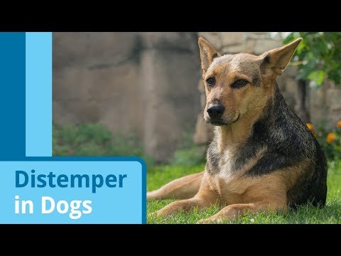 Distemper in Dogs