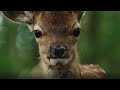 Bambi A Tale Of Life In The Woods Movie Recap