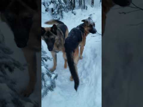 Ashira February 1 2017