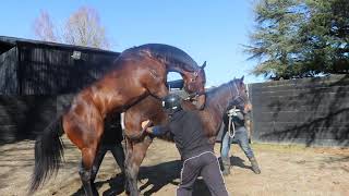 Summer Passage First Cover - Thoroughbred Stallion Serves Mare for the first time