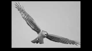 Blackbird - Brad Mehldau And Anne Sofie Von Otter