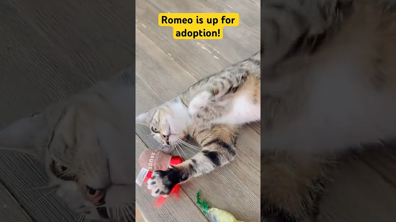 Enlarge Romeo, an adopted American Shorthair in Fort Pierce, FL video 3/3
