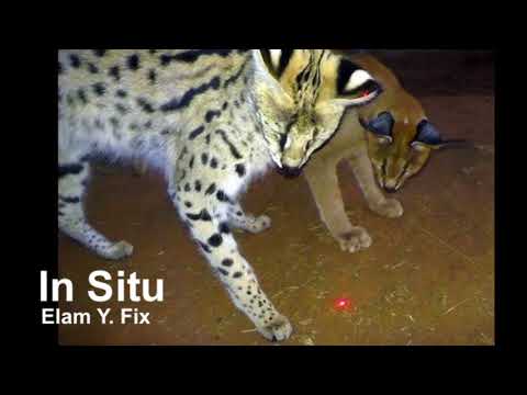 In Situ - Elam Y. Fix ~ FULL ALBUM