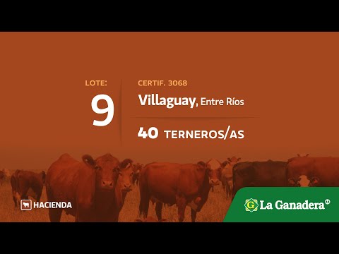 Lote Terneros/as en Villaguay
