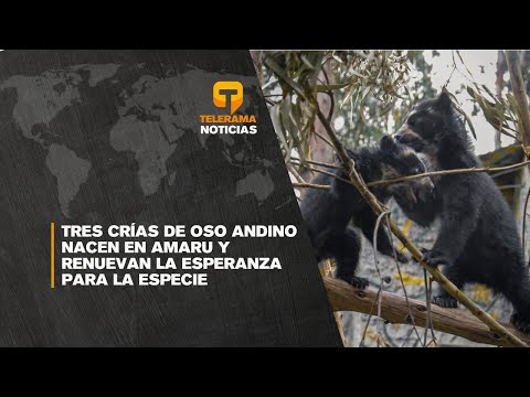 Tres Crías de oso Andino nacen en Amaru y renuevan la esperanza para la especie