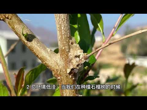 石榴樹風水