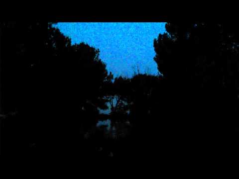 Hoot Owls and Bullfrogs: an early LA morning serenade