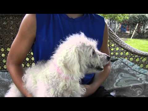 Natasha, an adopted Poodle in Houston, TX_image-1