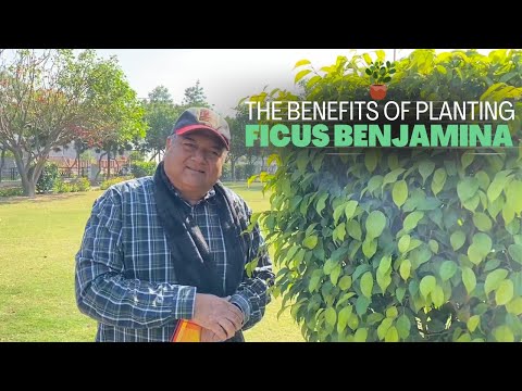 , title : 'The benefits of planting Ficus benjamina'