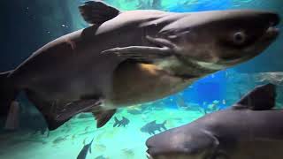 ត្រីទឹកសាបនៅកម្ពុជា The fish at Tonle sap