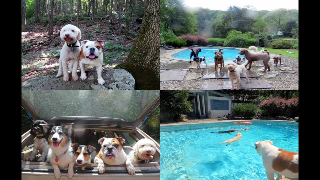 The Dog Whisperer: In Memory of Marilyn Manning