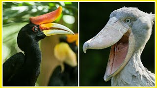 Essas AVES tem o BICO mais ESTRANHO do mundo