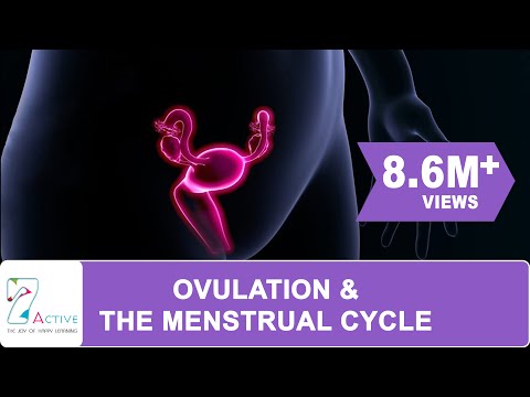 OVULATION & THE MENSTRUAL CYCLE