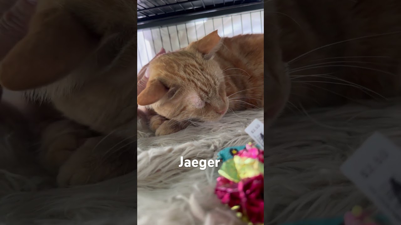 Jaeger, a Adoptable Domestic Short Hair in Hampton Bays, NY video 6/6
