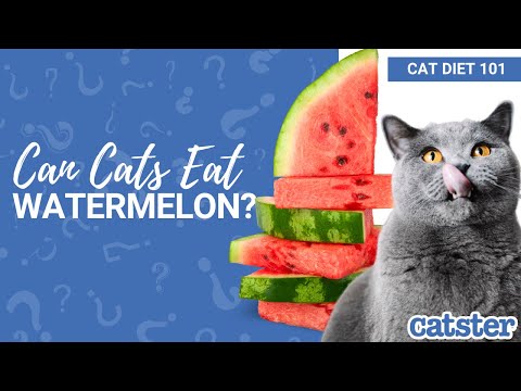 CAN CATS EAT WATERMELON? Is Watermelon Safe for Cats?