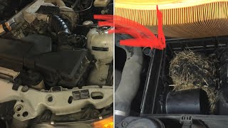 “most common location” for MOUSE NEST in a car engine