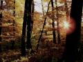 Forest of Shadows - Eternal Autumn 