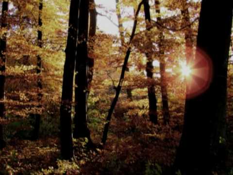 Forest of Shadows - Eternal Autumn