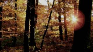 Forest of Shadows - Eternal Autumn