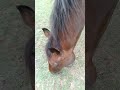 Raw Of Jay In The Field ️ Shorts Rawvideos Behindthebit Horse Equestrian Hunterjumper Trending