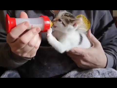 Hand rearing kittens ❤️