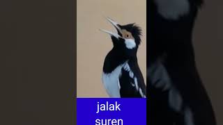 Download lagu jalak suren gacor full isian mewah mp3