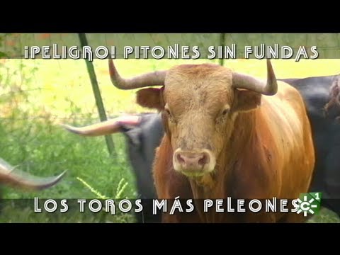 download lagu mp3 mp4 Dolores Aguirre, download mp3 Dolores Aguirre free download mp3, download mp3 Dolores Aguirre