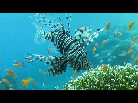 most dangerous fishes the red sea #redsea #snorkel #animales