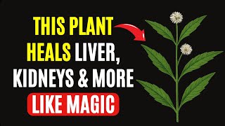 Why No One Talks About This Little Plant — People Say It Helped Their Liver, Kidneys & Blood Sugar