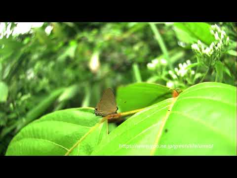 ヒイロトラフシジミの飛翔