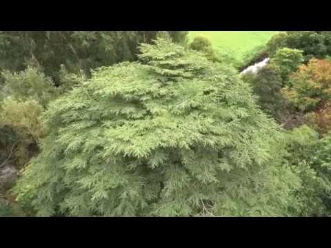 Cedar of Lebanon Climb