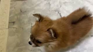 ハーフ犬の動画01