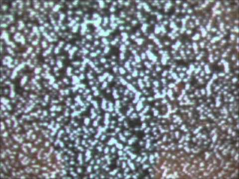 Psycarnage - Pistolero