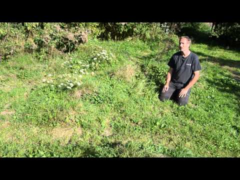 Graslandbeheer voor sprinkhanen en krekels | Ecopedia