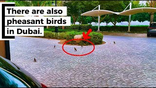 THERE ARE ALSO PHEASANT BIRDS I DUBAI