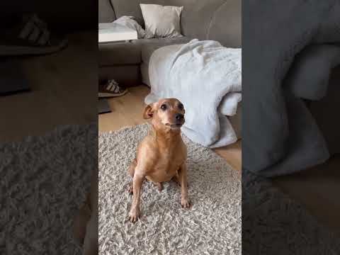 🤧😂 #dog #shorts #funny