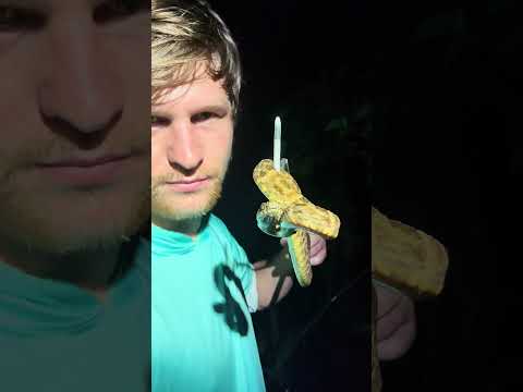 Looking for a 20 foot anaconda! #reptiles#snake#wildlife#animals#nature#colombia#adventure#shorts