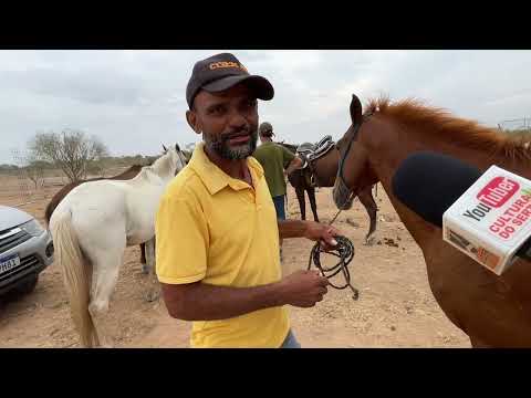 Cavalos de 500 em Senador Rui palmeira - AL 20 - 01 - 2026 #nordeste