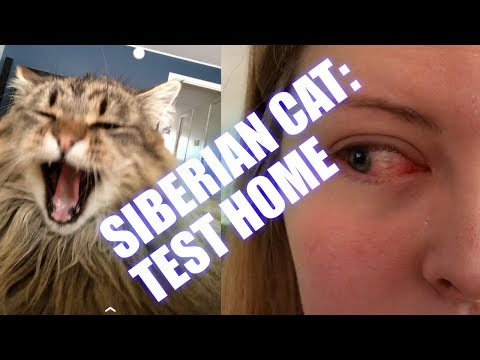 Siberian Cat: Test home
