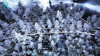 Gush Mints MASSIVE PLANT Harvest Day 74!!!